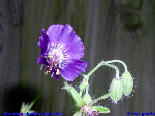 Geranium phaeum 'Lily Lovell'